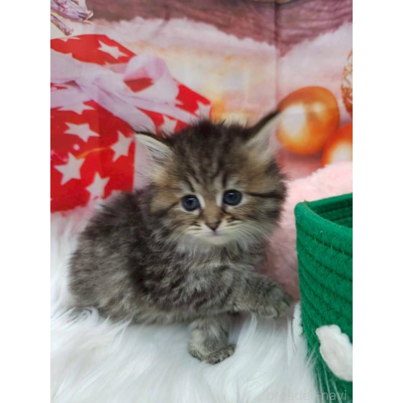 販売中の埼玉県のサイベリアン-133025の4枚目