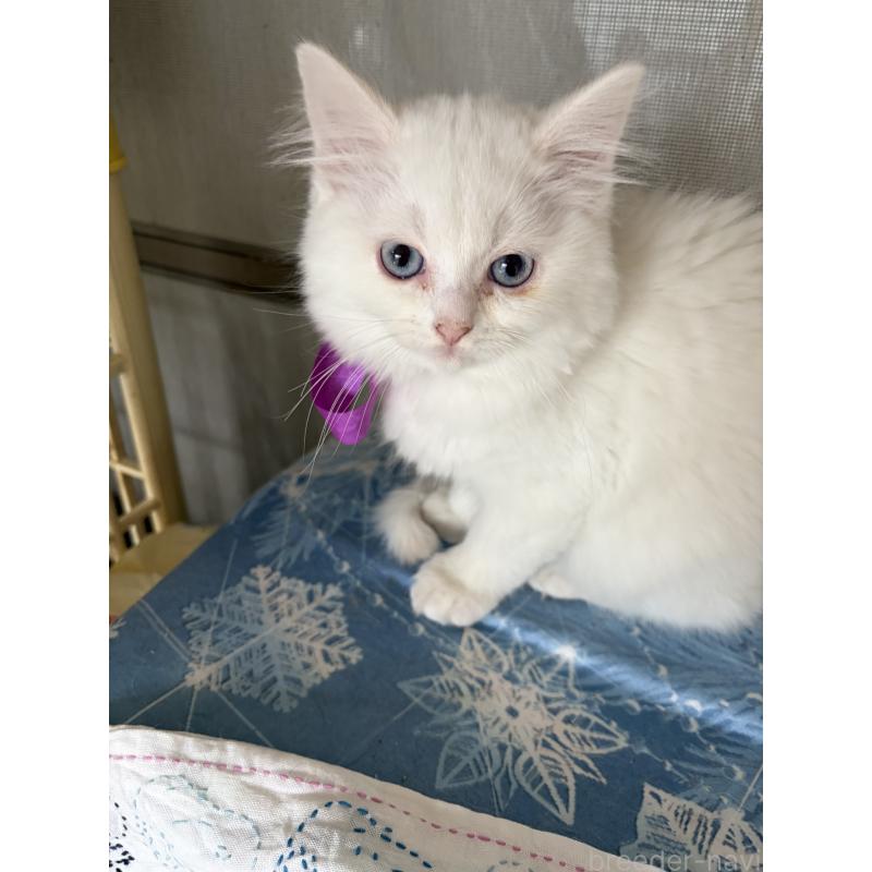 販売中の神奈川県のマンチカン-129912の3枚目