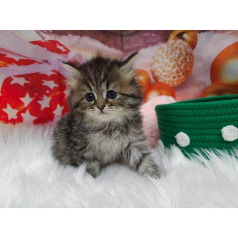 販売中の埼玉県のサイベリアン-133025の3枚目