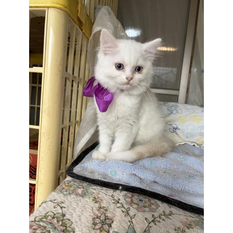 販売中の神奈川県のマンチカン-129912の1枚目