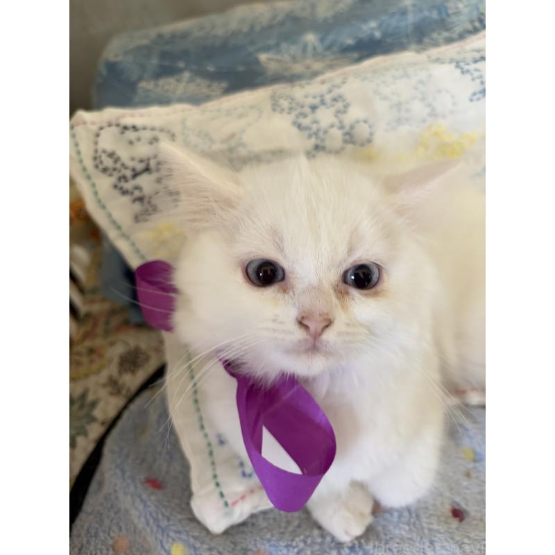 販売中の神奈川県のマンチカン-129912の2枚目