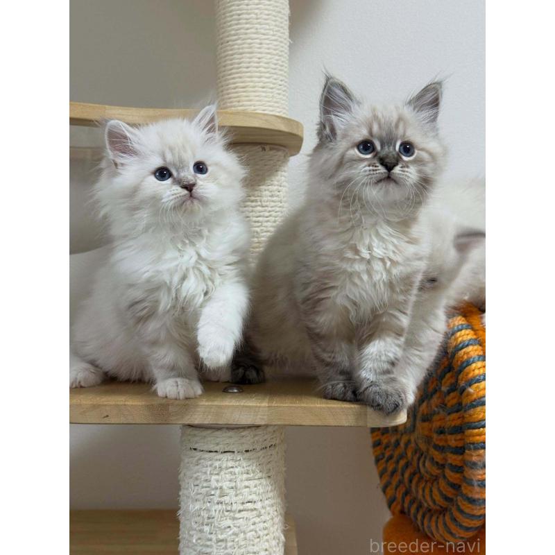 販売中の埼玉県のサイベリアン-133027の3枚目