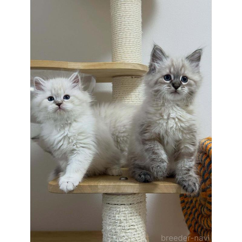 販売中の埼玉県のサイベリアン-133027の2枚目