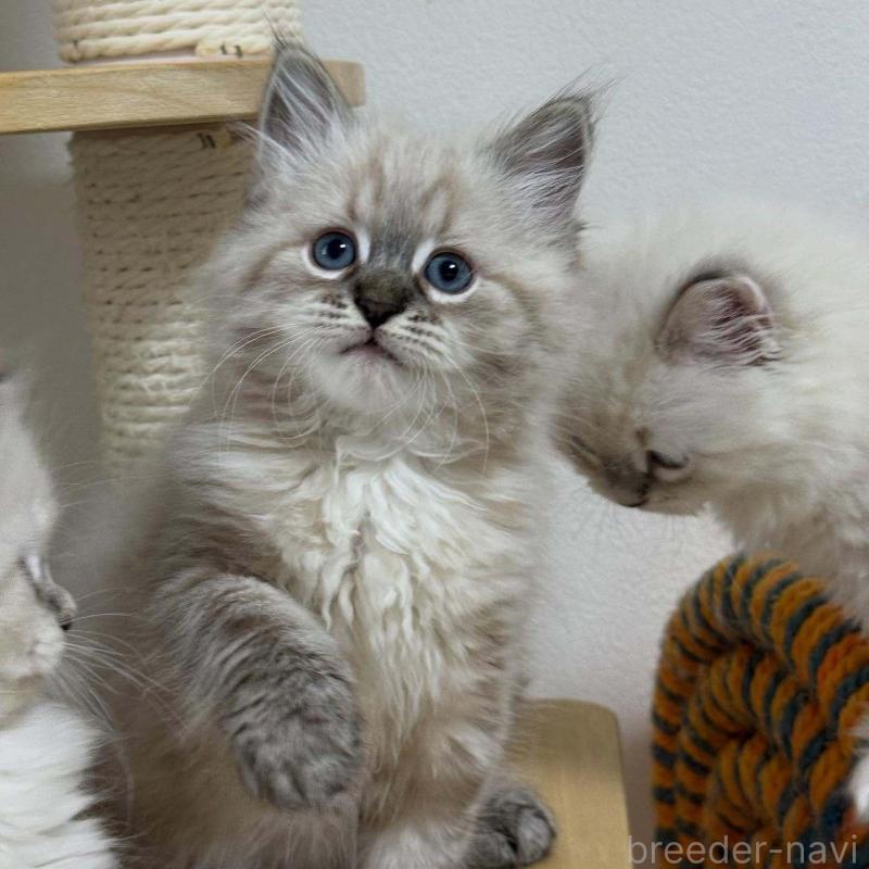 販売中の埼玉県のサイベリアン-133027