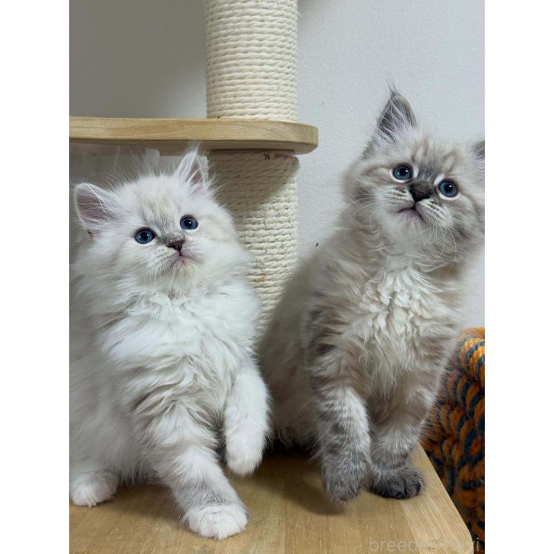 販売中の埼玉県のサイベリアン-133028の3枚目