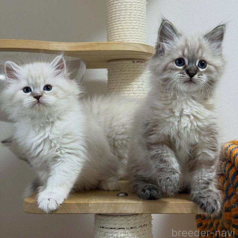 販売中の埼玉県のサイベリアン-133028