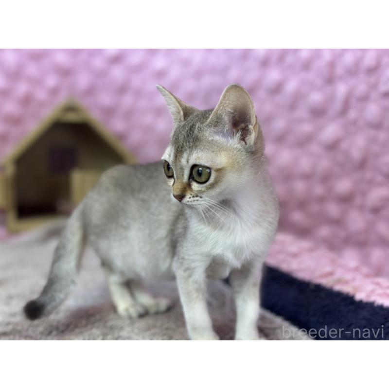 販売中の茨城県のシンガプーラ-133030の16枚目