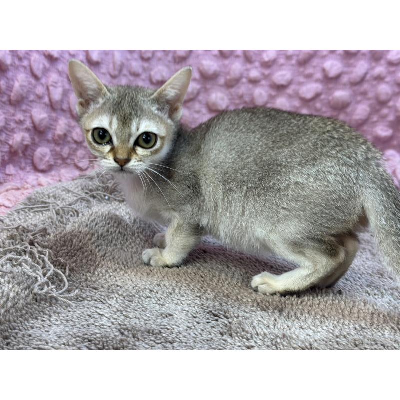 販売中の茨城県のシンガプーラ-133030の15枚目