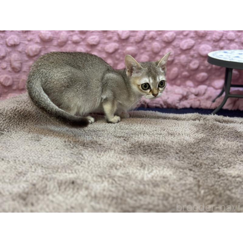 販売中の茨城県のシンガプーラ-133030の14枚目