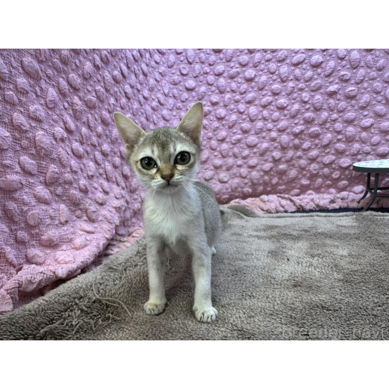 販売中の茨城県のシンガプーラ-133030の13枚目