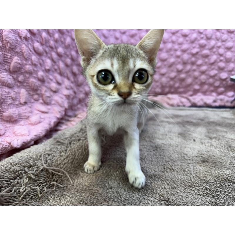 販売中の茨城県のシンガプーラ-133030の12枚目