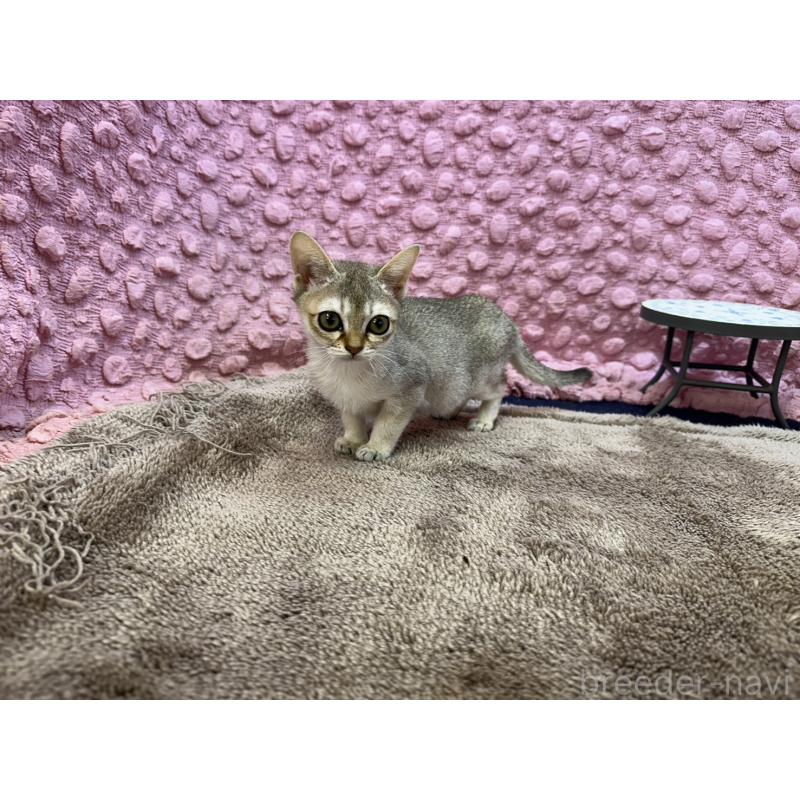 販売中の茨城県のシンガプーラ-133030の11枚目