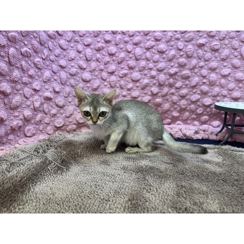 販売中の茨城県のシンガプーラ-133030の10枚目