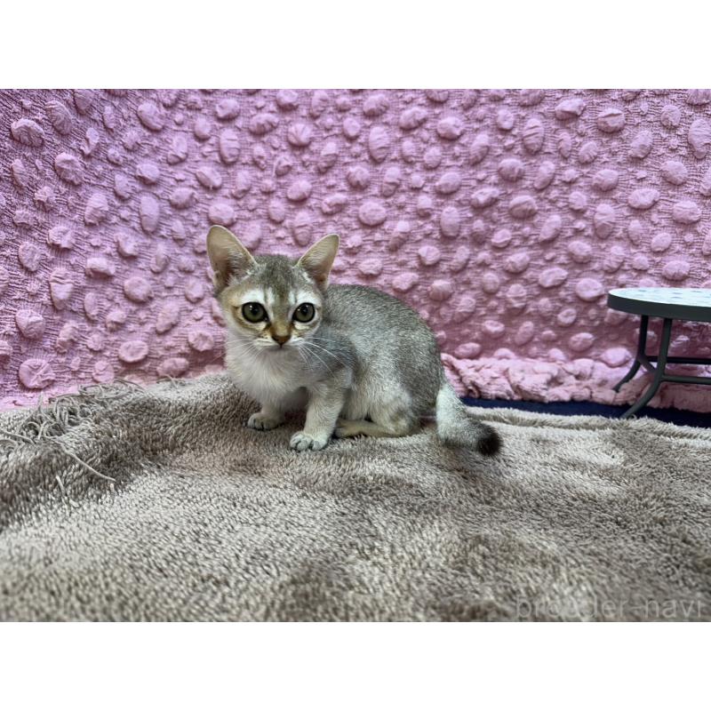 販売中の茨城県のシンガプーラ-133030の9枚目