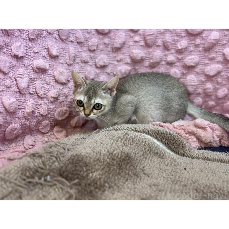 販売中の茨城県のシンガプーラ-133030の8枚目