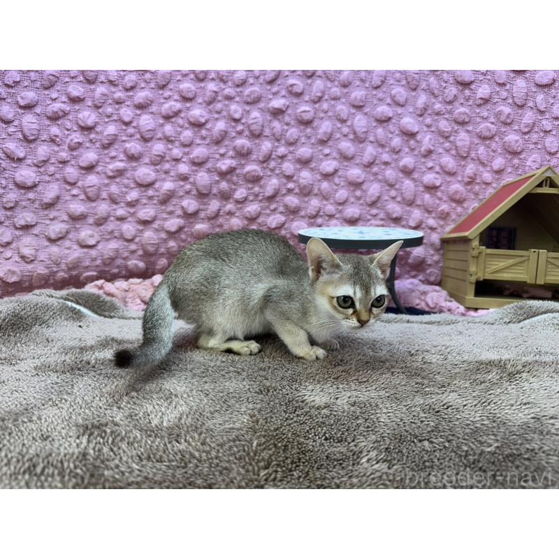 販売中の茨城県のシンガプーラ-133030の7枚目