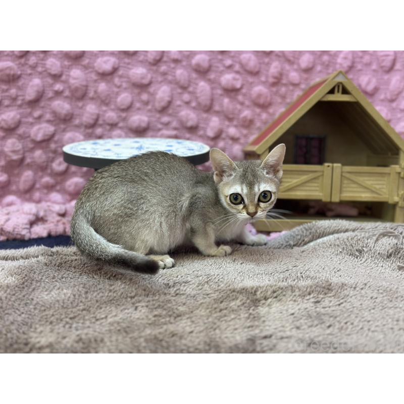 販売中の茨城県のシンガプーラ-133030の6枚目