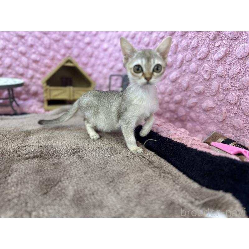 販売中の茨城県のシンガプーラ-133030の5枚目