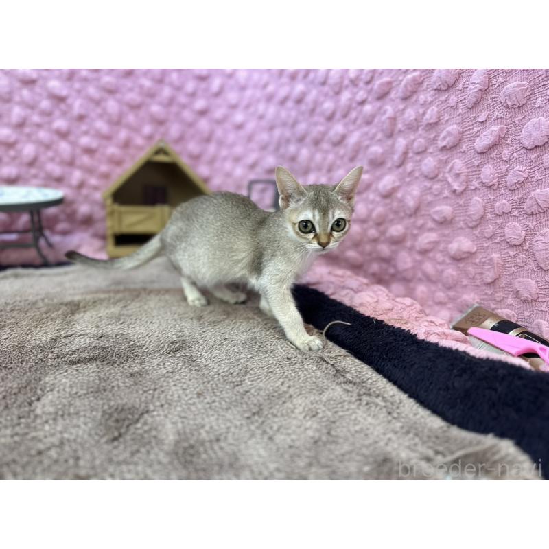 販売中の茨城県のシンガプーラ-133030の4枚目