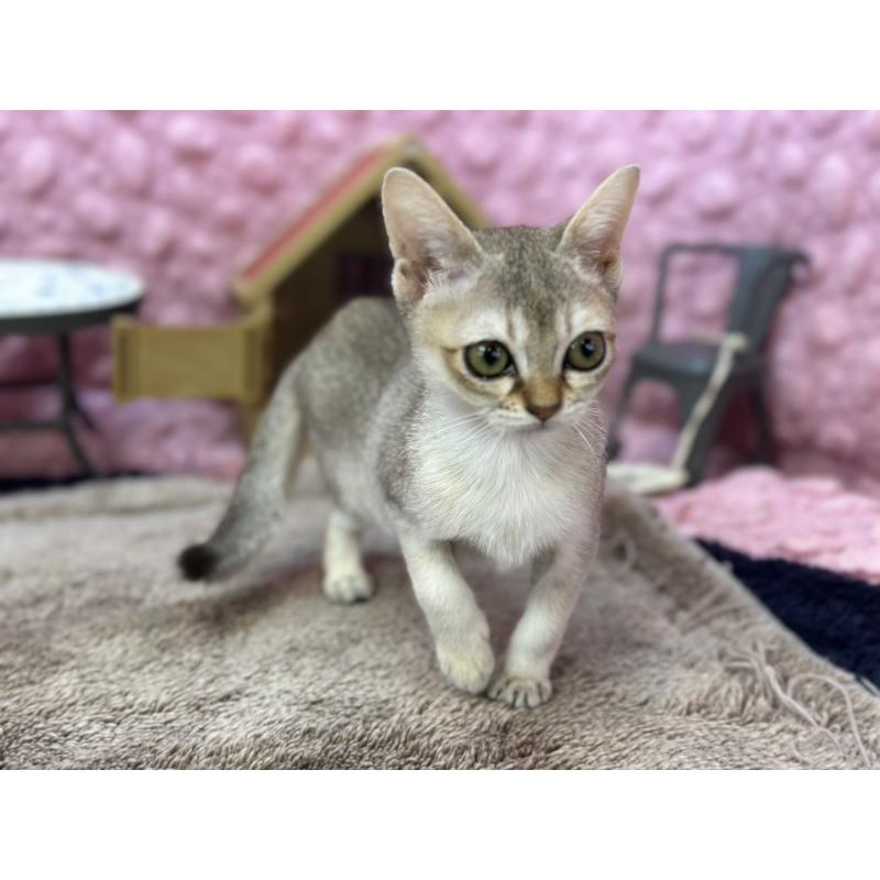 販売中の茨城県のシンガプーラ-133030の3枚目