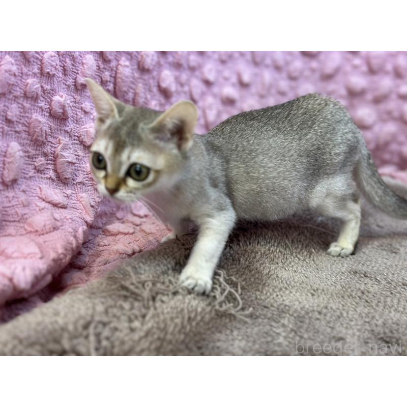 販売中の茨城県のシンガプーラ-133030の2枚目