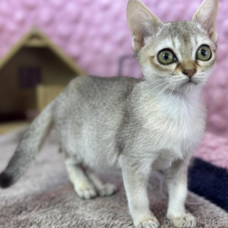 販売中の茨城県のシンガプーラ-133030の1枚目