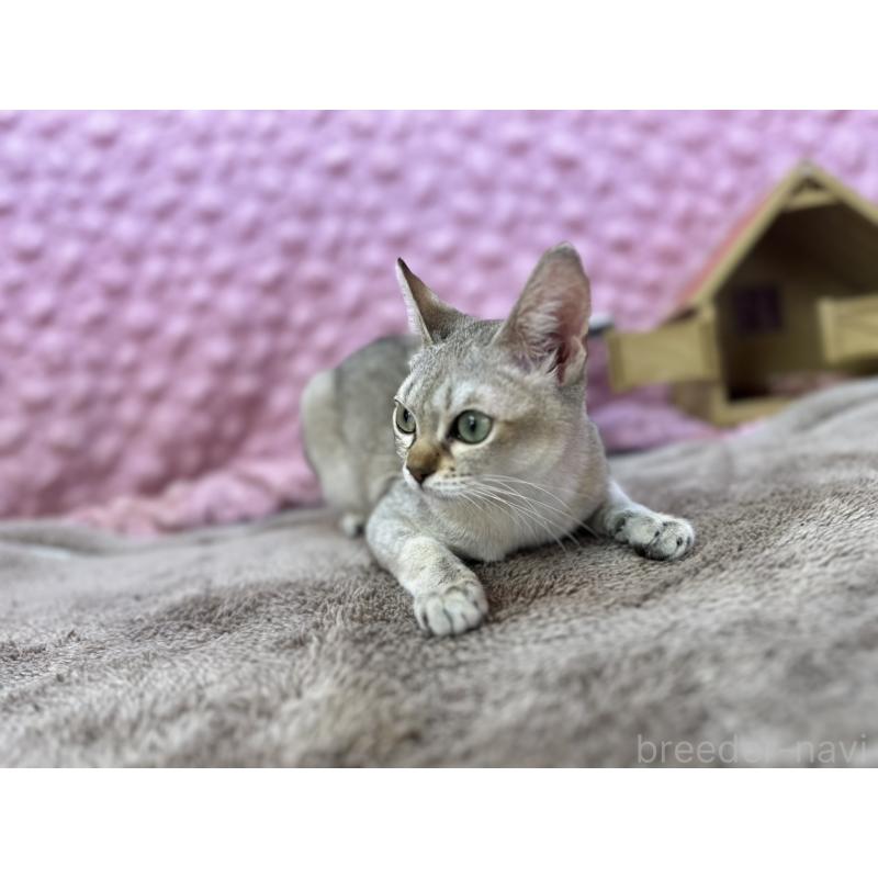 販売中の茨城県のシンガプーラ-133031の13枚目