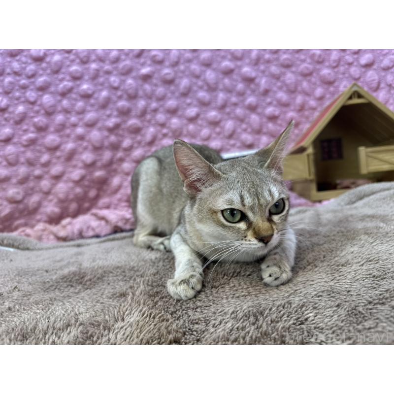 販売中の茨城県のシンガプーラ-133031の12枚目