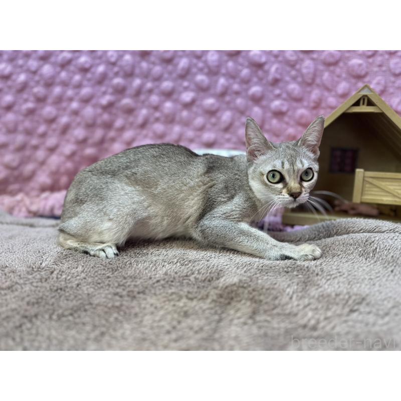 販売中の茨城県のシンガプーラ-133031の11枚目