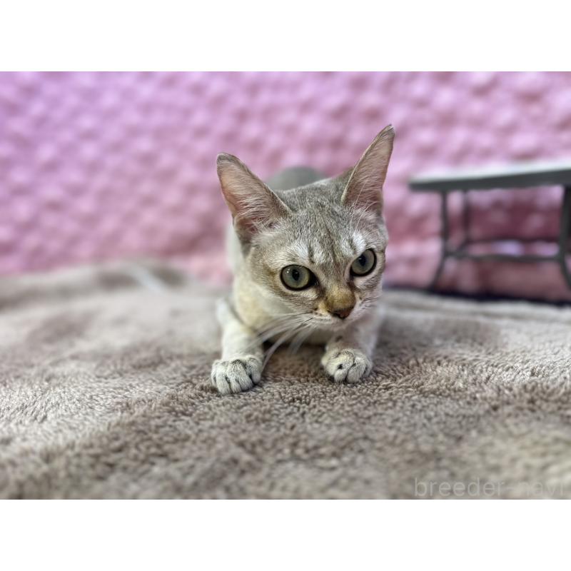 販売中の茨城県のシンガプーラ-133031の10枚目