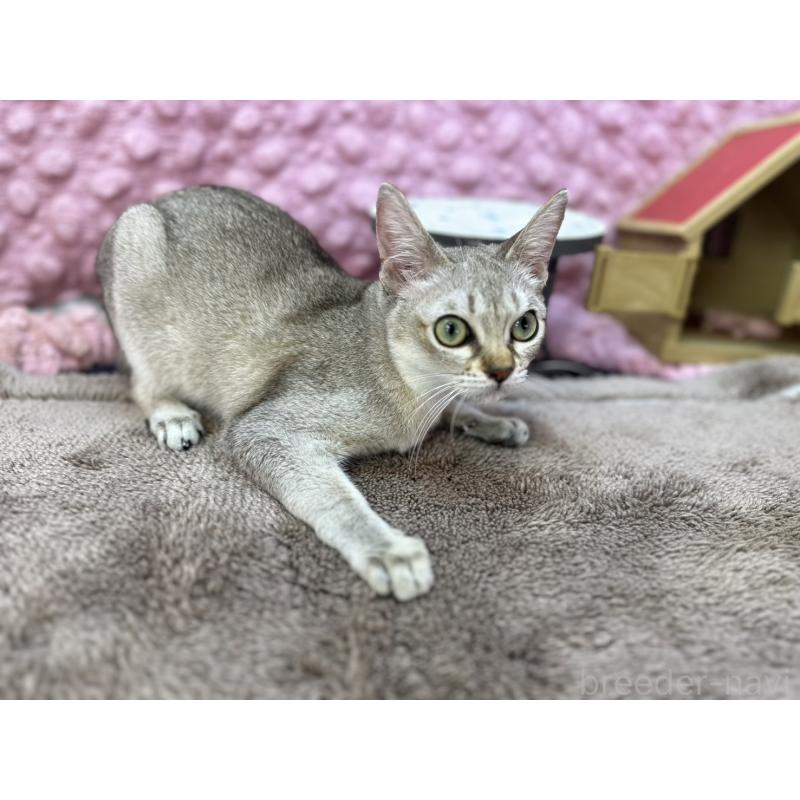 販売中の茨城県のシンガプーラ-133031の9枚目