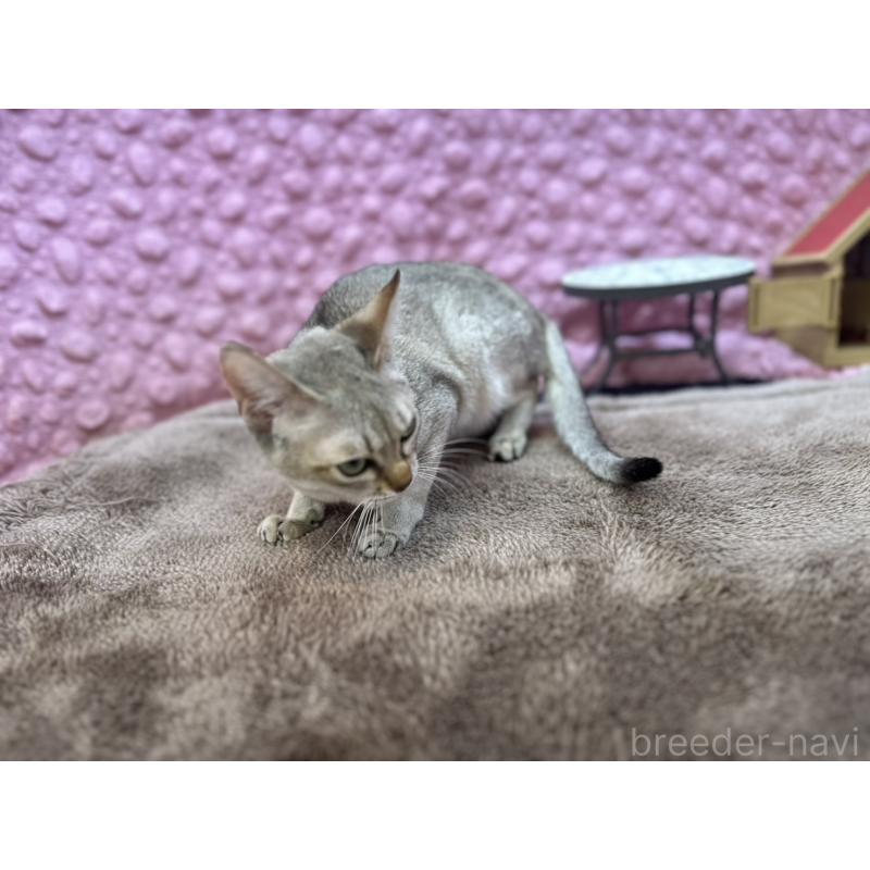 販売中の茨城県のシンガプーラ-133031の8枚目