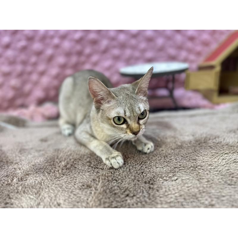 販売中の茨城県のシンガプーラ-133031の7枚目