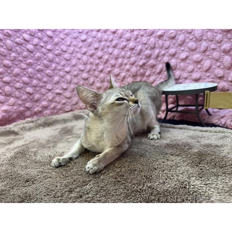 販売中の茨城県のシンガプーラ-133031の6枚目