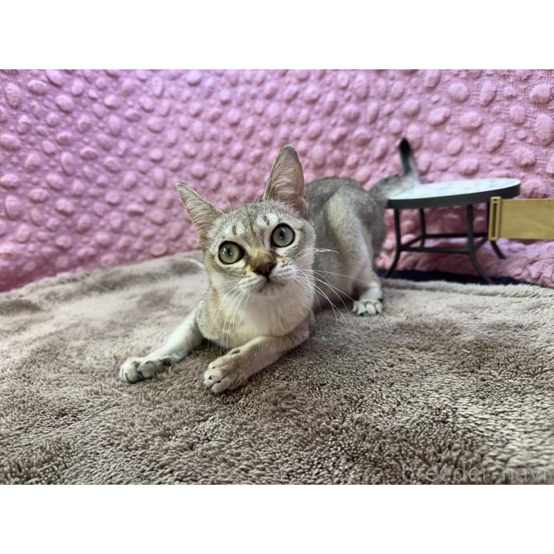 販売中の茨城県のシンガプーラ-133031の5枚目