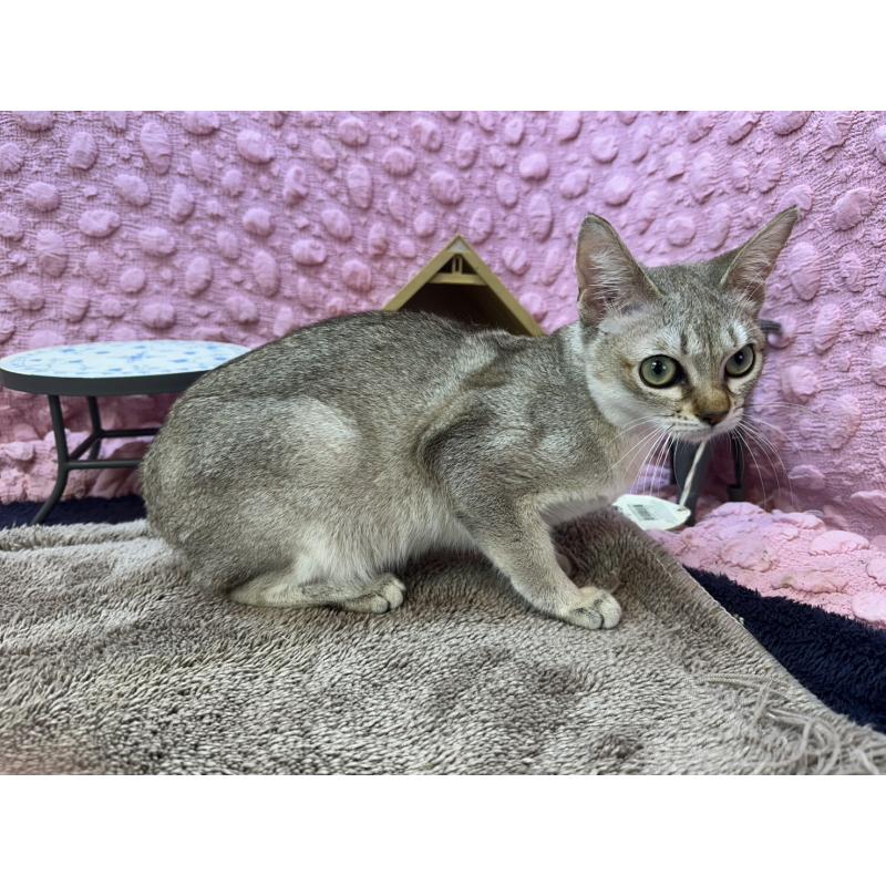 販売中の茨城県のシンガプーラ-133031の4枚目