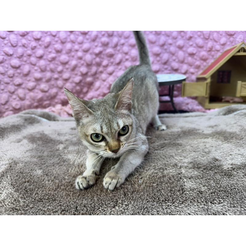 販売中の茨城県のシンガプーラ-133031の3枚目