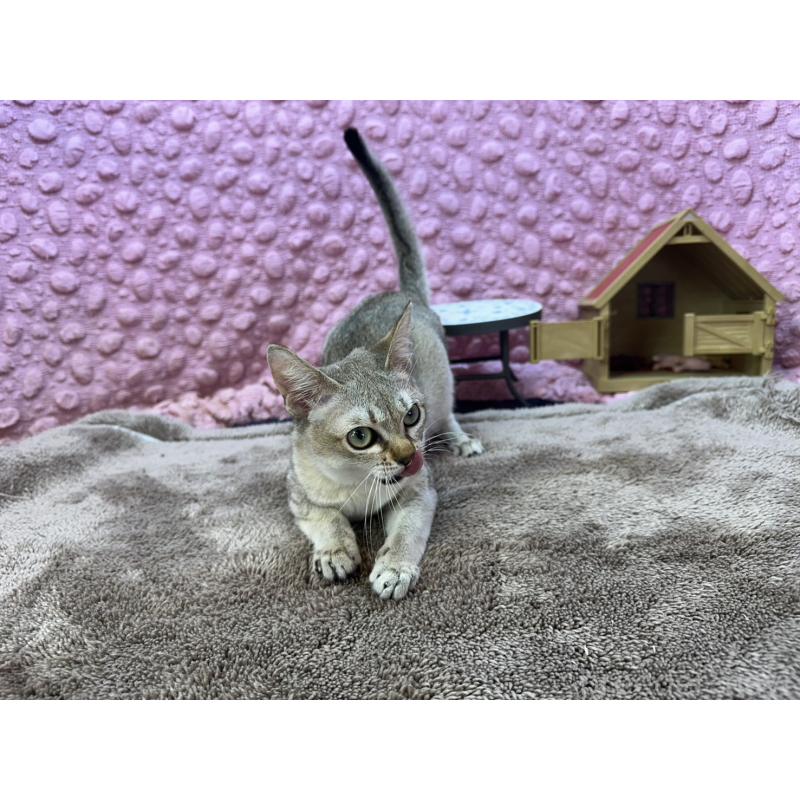 販売中の茨城県のシンガプーラ-133031の2枚目