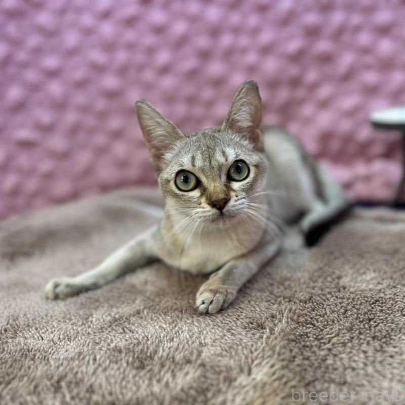 販売中の茨城県のシンガプーラ-133031