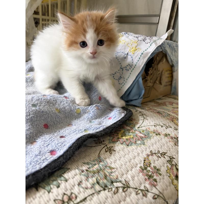 販売中の神奈川県のマンチカン-133032の4枚目