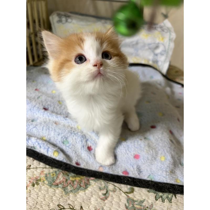 販売中の神奈川県のマンチカン-133032の2枚目