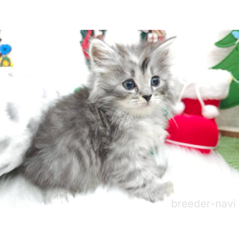 販売中の埼玉県のサイベリアン-133036の5枚目