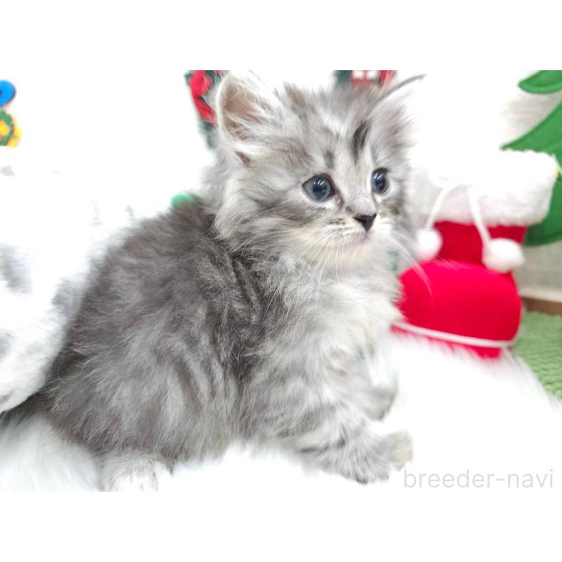 販売中の埼玉県のサイベリアン-133036の4枚目