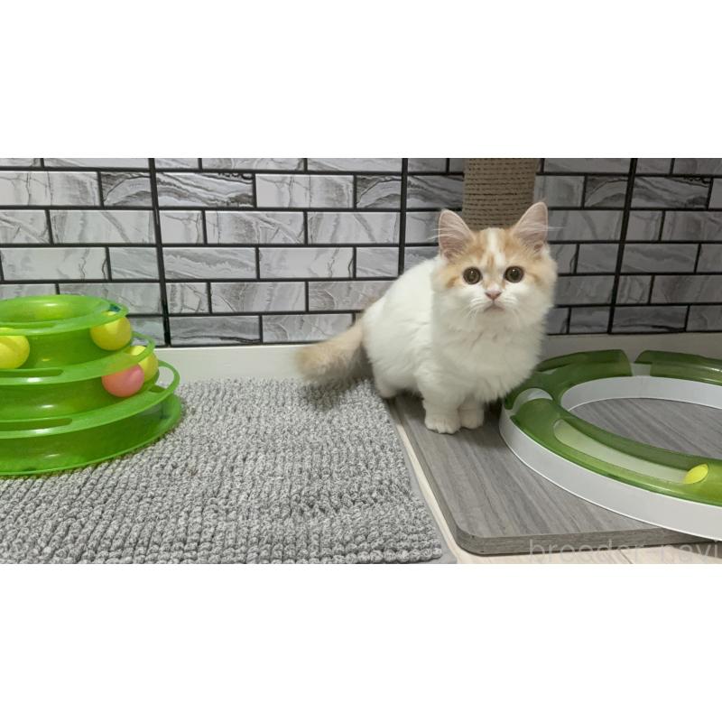 販売中の福岡県のマンチカン(短足)-128468の5枚目