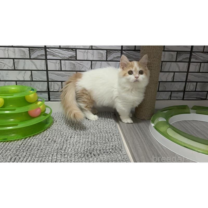 販売中の福岡県のマンチカン(短足)-128468の4枚目