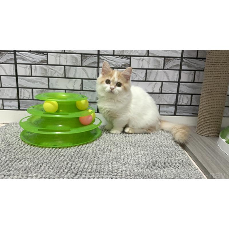 販売中の福岡県のマンチカン(短足)-128468の3枚目