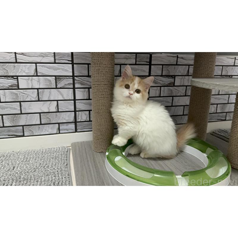 販売中の福岡県のマンチカン(短足)-128468の2枚目