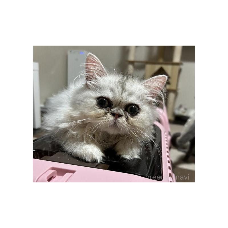 販売中の兵庫県のペルシャ(チンチラ)-133039の4枚目