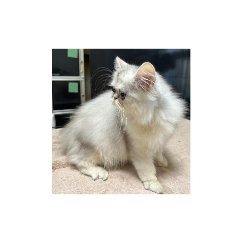 販売中の兵庫県のペルシャ(チンチラ)-133039の3枚目