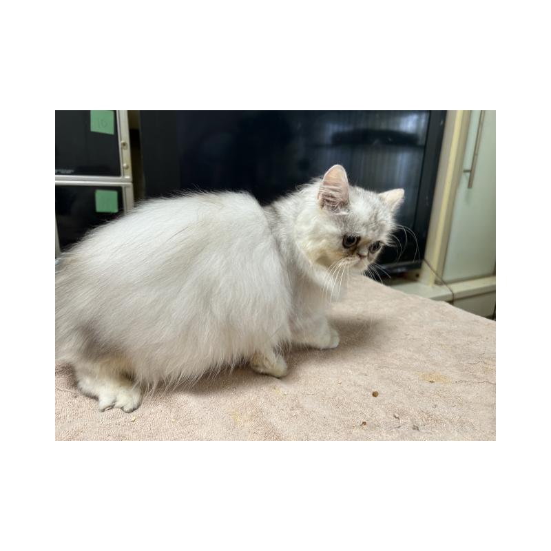 販売中の兵庫県のペルシャ(チンチラ)-133039の2枚目